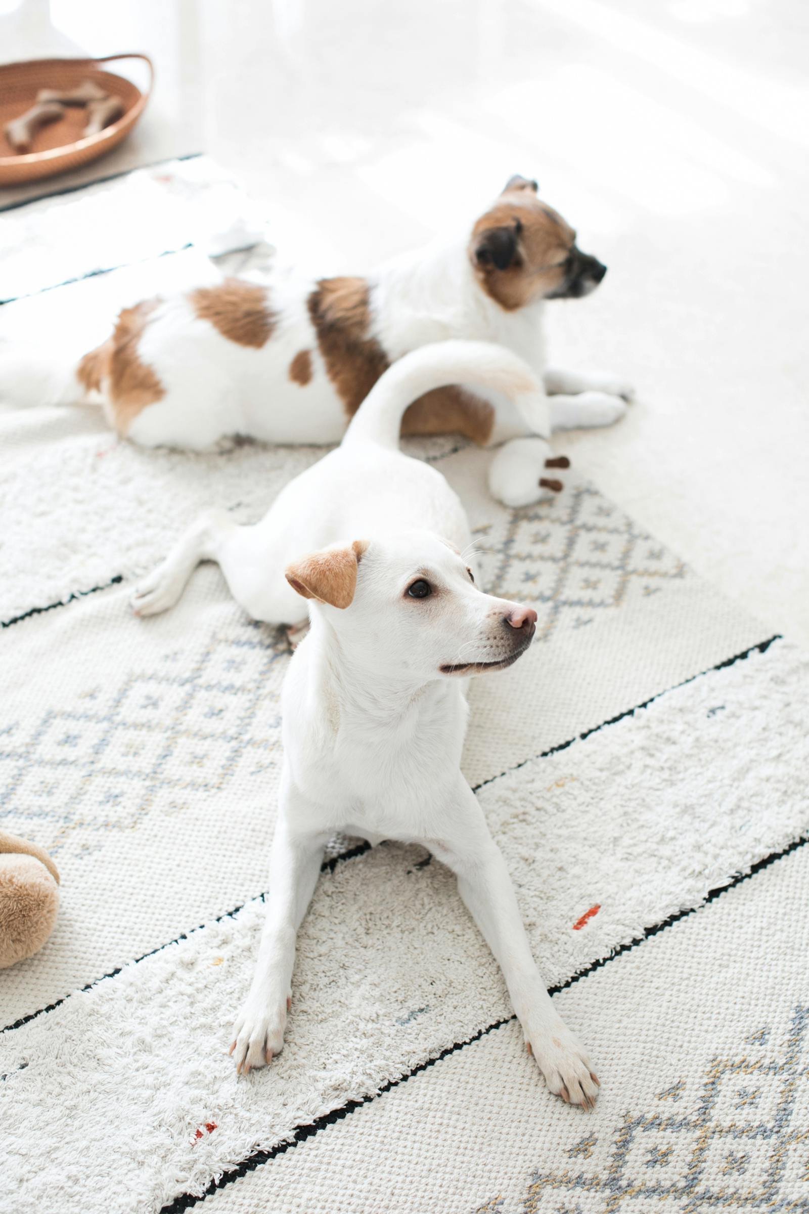 Pet-friendly carpet cleaning in Manchester