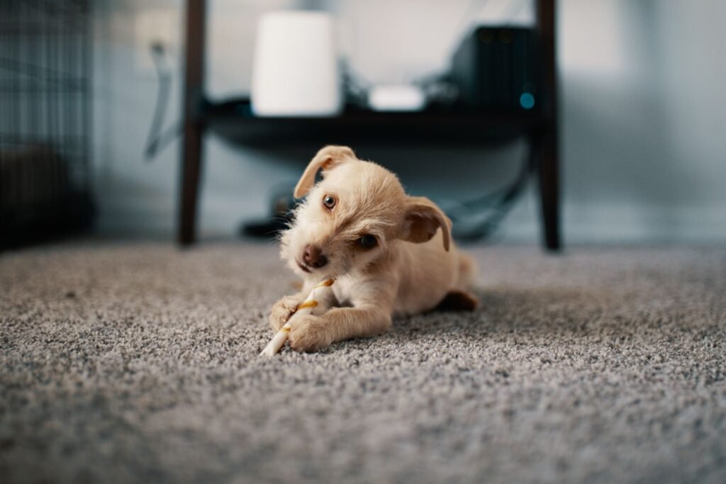 A puppy lying on a grey carpet